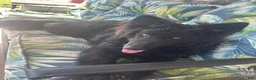 German Shepherd dogs for sale: German Shepherd 1 - Ad 6