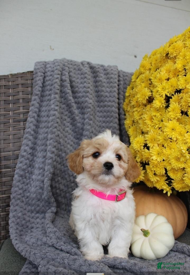 Cavachon dogs Bella - Ad 2