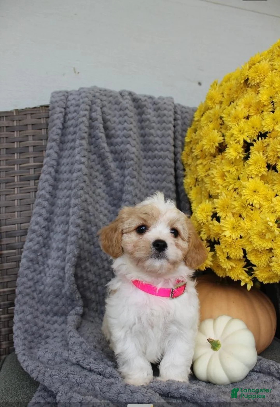 Cavachon dogs for sale: Bella - Ad 2
