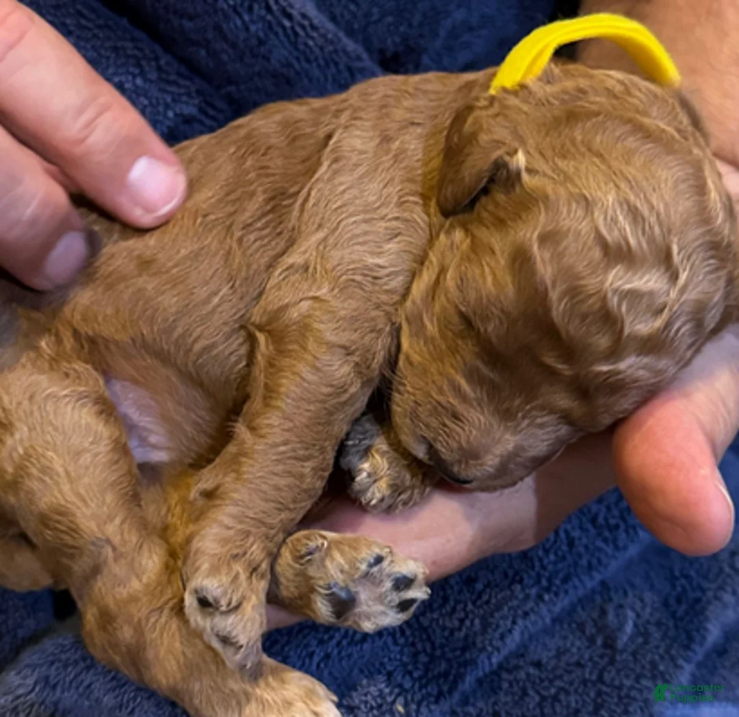 Goldendoodle dogs for sale: W25 Female Yellow Collar - Ad 4