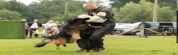 German Shepherd dogs for sale: German Shepherd 2 - Ad 5