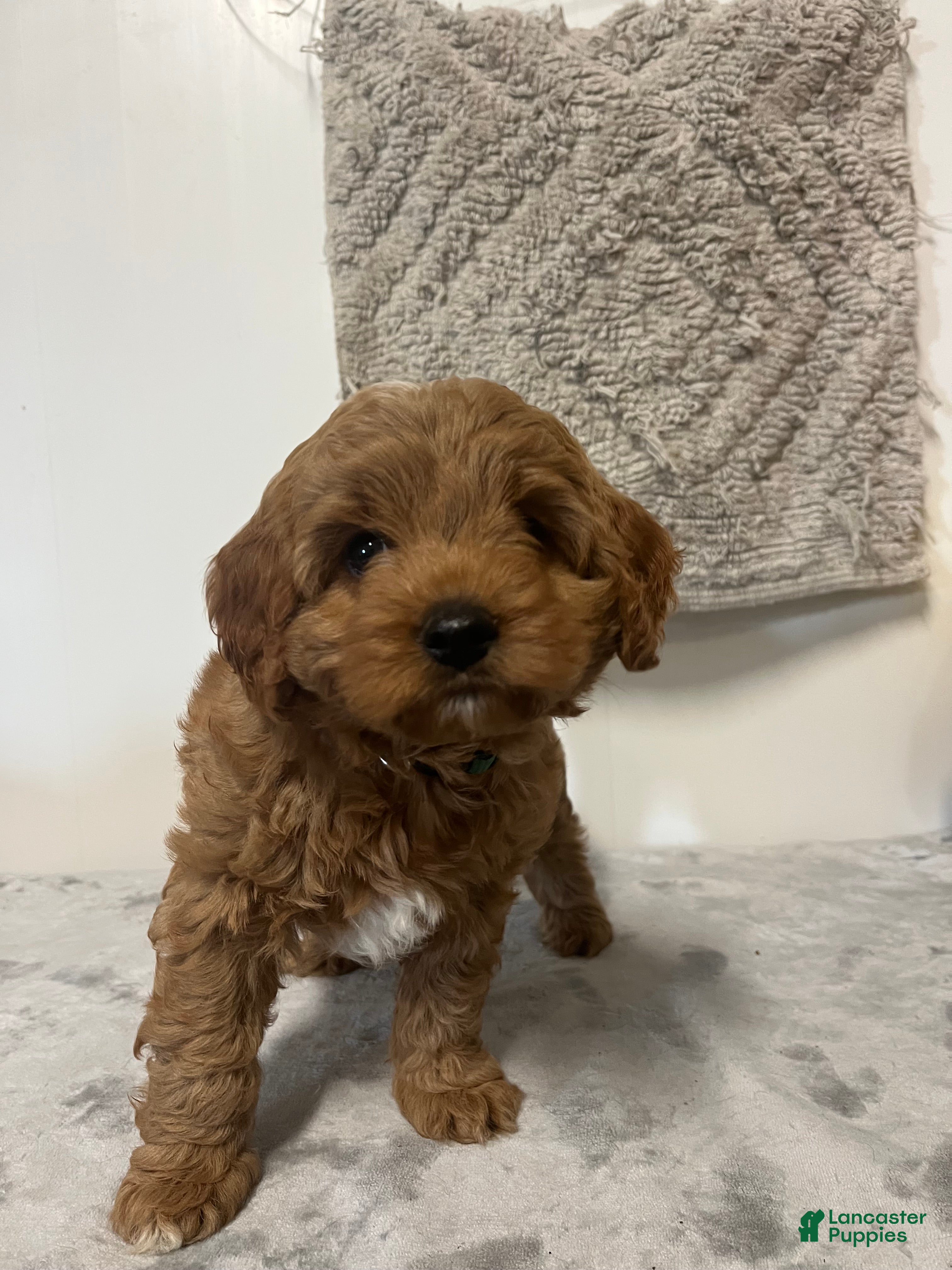 Cavapoo dogs Jack - Ad 2