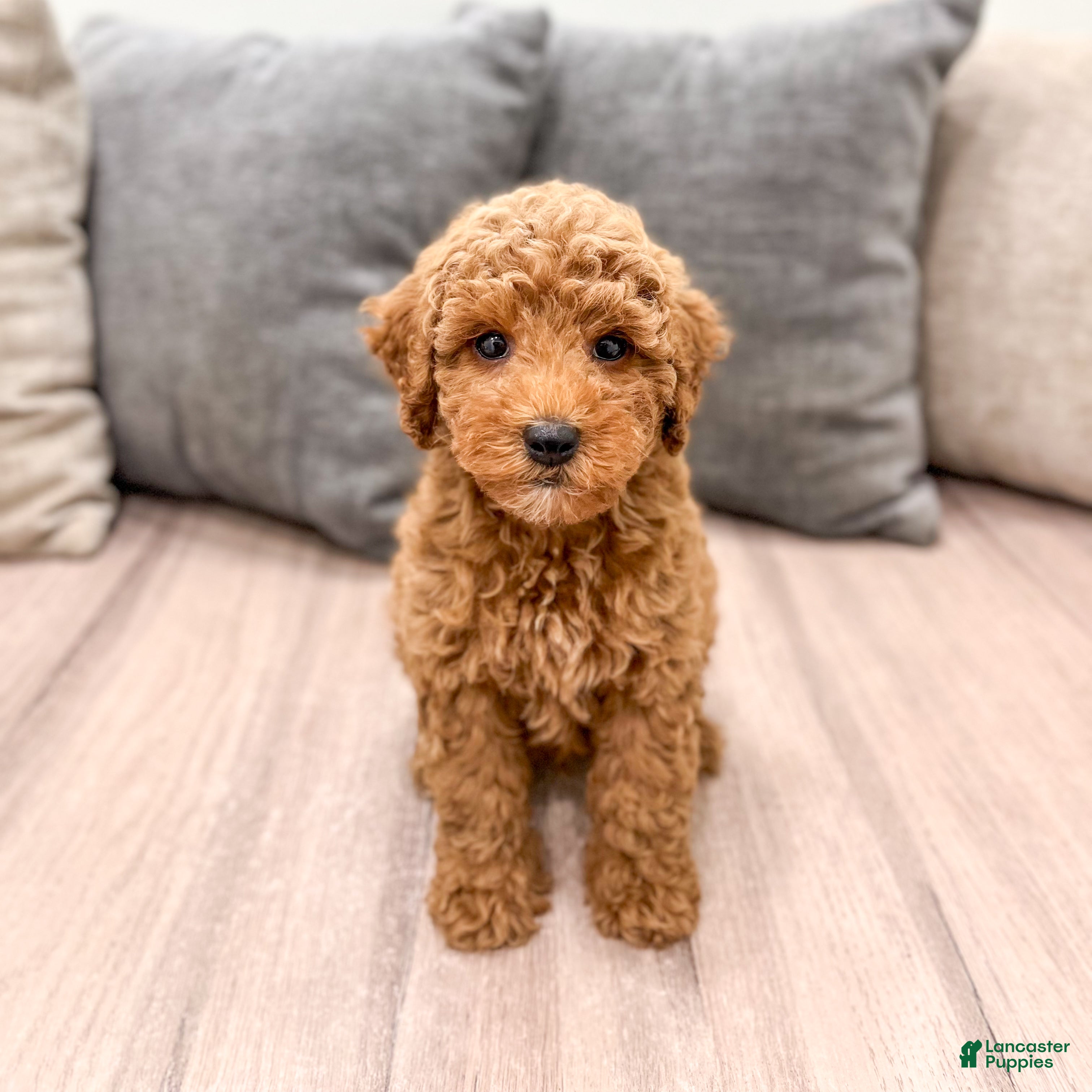 Miniature Poodle dogs Clifford - Ad 1