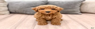 Clifford