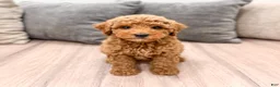 Miniature Poodle dogs for sale: Clifford - Ad 1