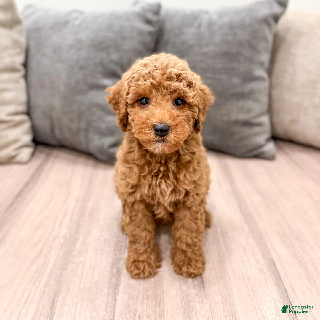 Miniature Poodle dogs for sale: Clifford - Ad 1