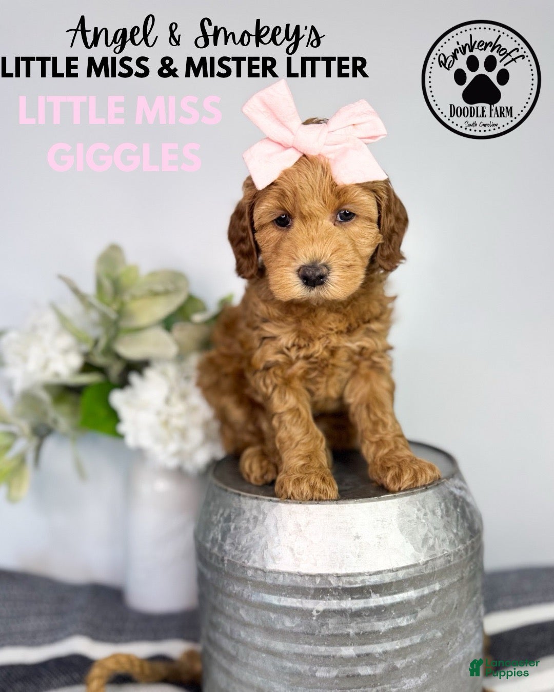 Mini Goldendoodle dogs Little Miss Giggles - Ad 1