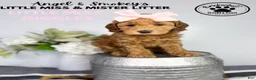 Mini Goldendoodle dogs for sale: Little Miss Giggles - Ad 1