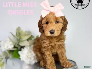 Mini Goldendoodle dogs for sale: Little Miss Giggles - Ad 1