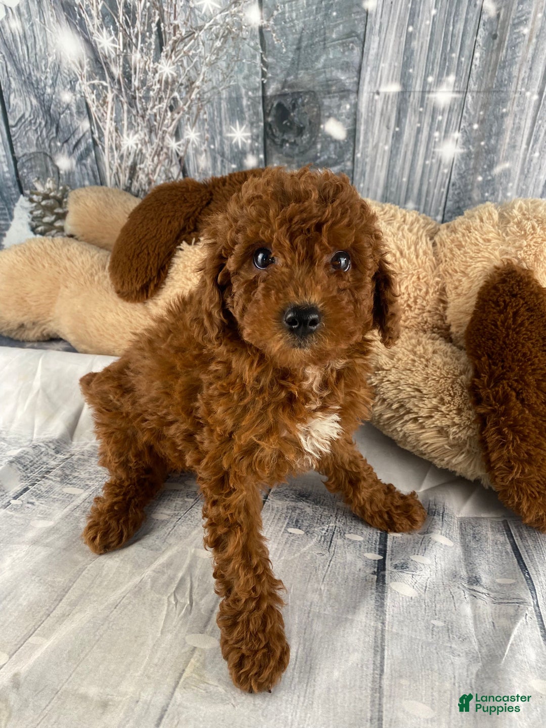 Miniature Poodle dogs for sale: Winnie - Ad 4