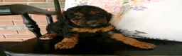 Cockapoo dogs for sale: Cassie - Ad 4