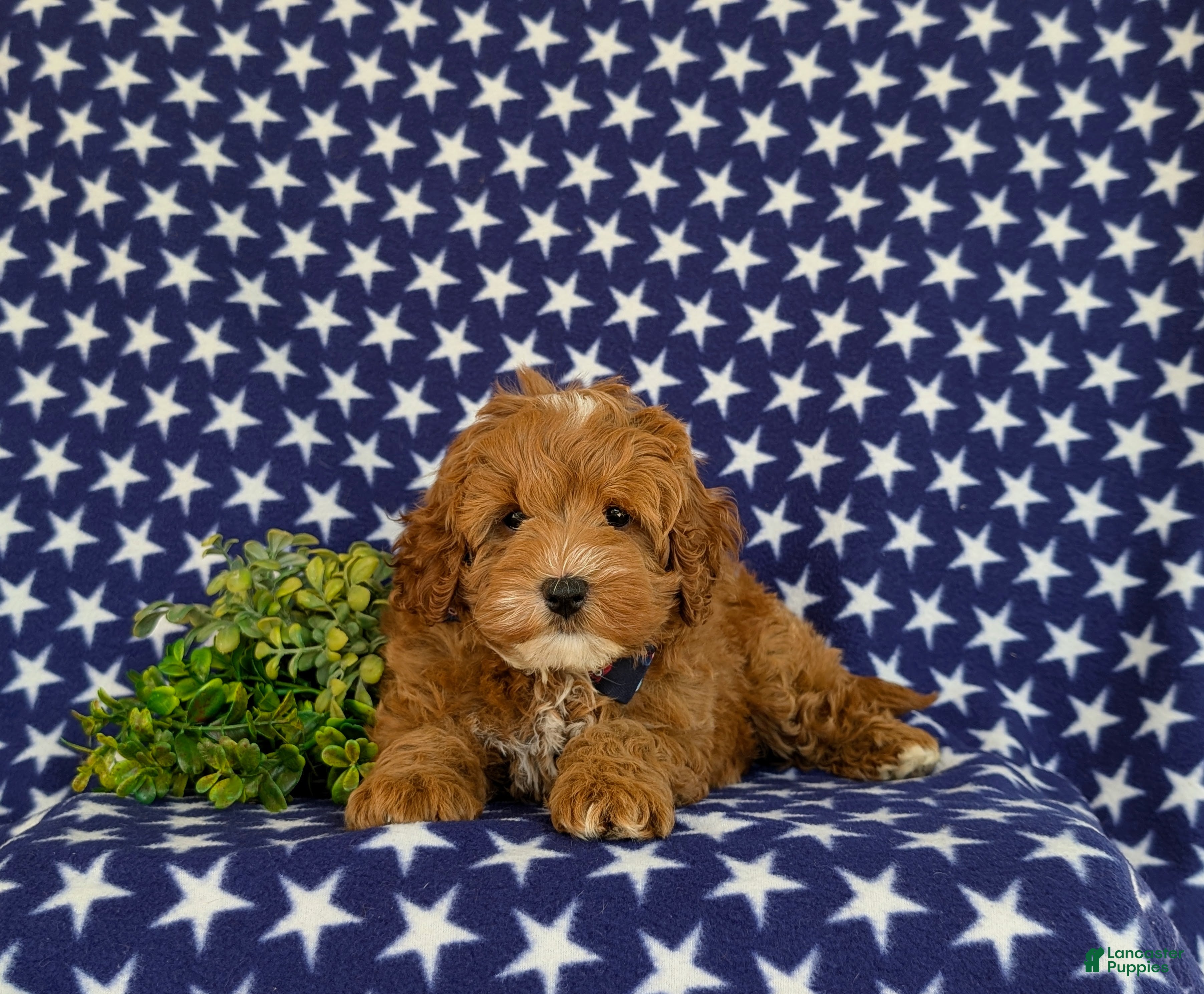 Cavapoo dogs for sale: Omar Hypoallergenic - Ad 6