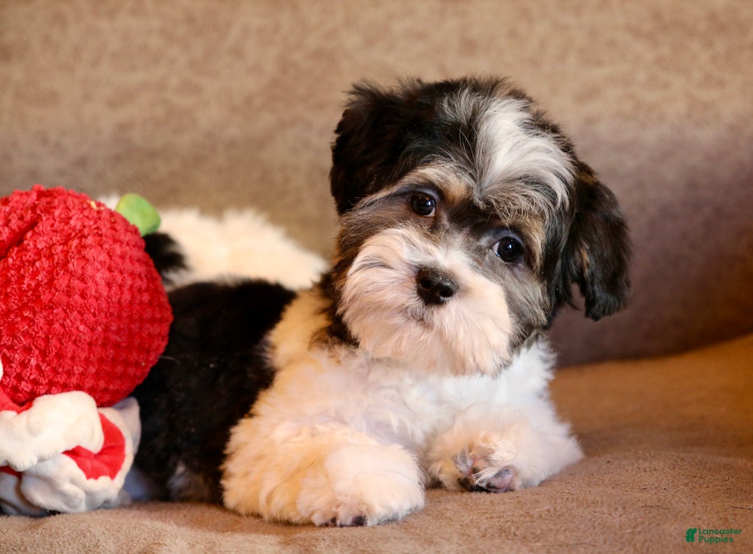 Shihpoo dogs for sale: Mia - Ad 9