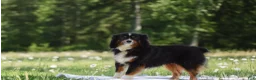 Miniature Australian Shepherd dogs for sale: Alex - Ad 7