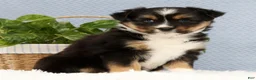 Miniature Australian Shepherd dogs for sale: Roxy - Ad 3