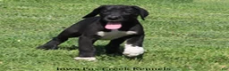 Great Dane dogs for sale: Mitzi - Ad 9