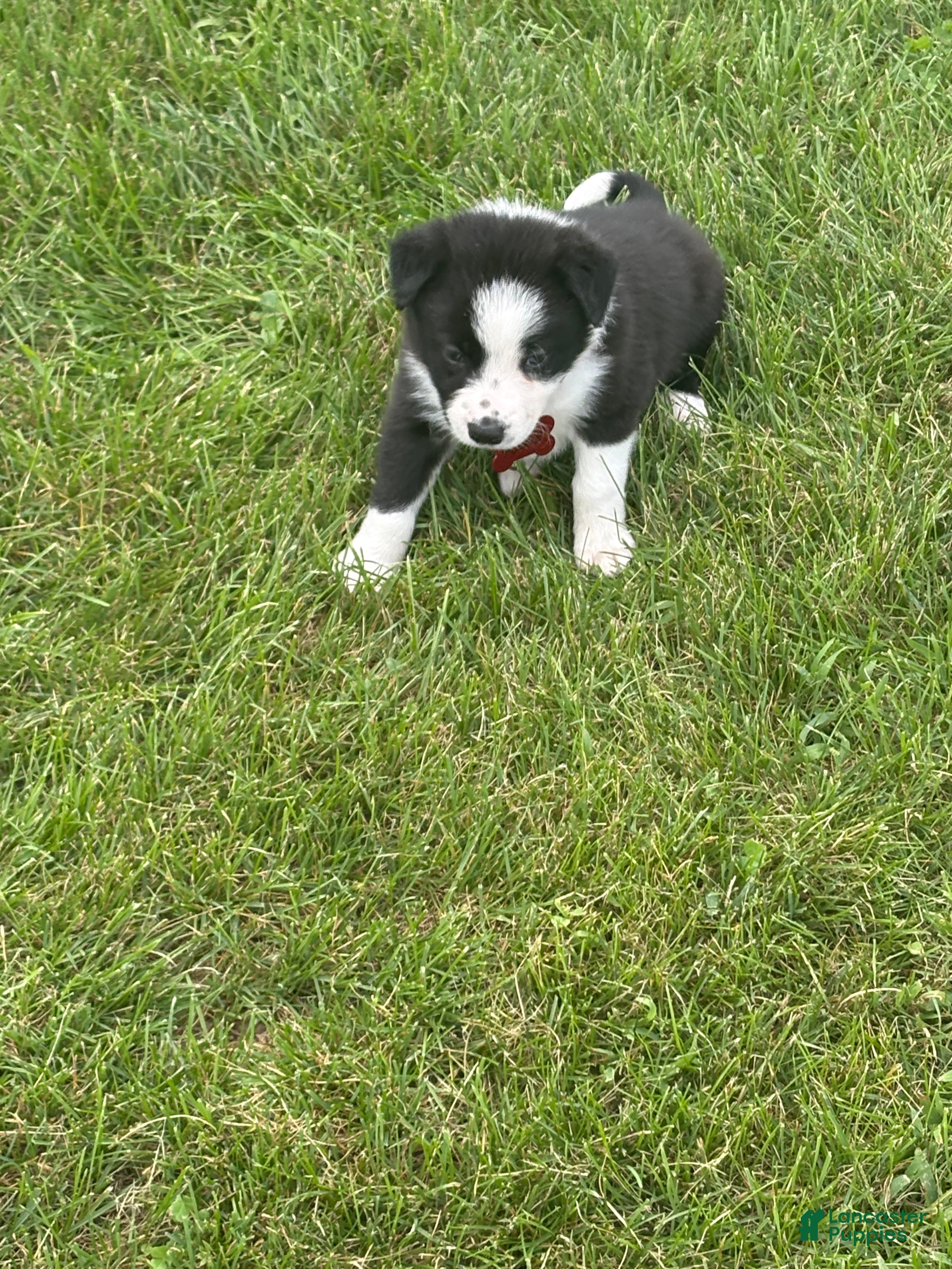 Border Collie dogs ROSE - Ad 2