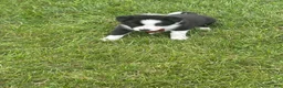 Border Collie dogs for sale: ROSE - Ad 2