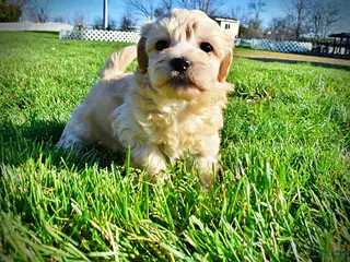 Havapoo dogs Nessie - Ad 4