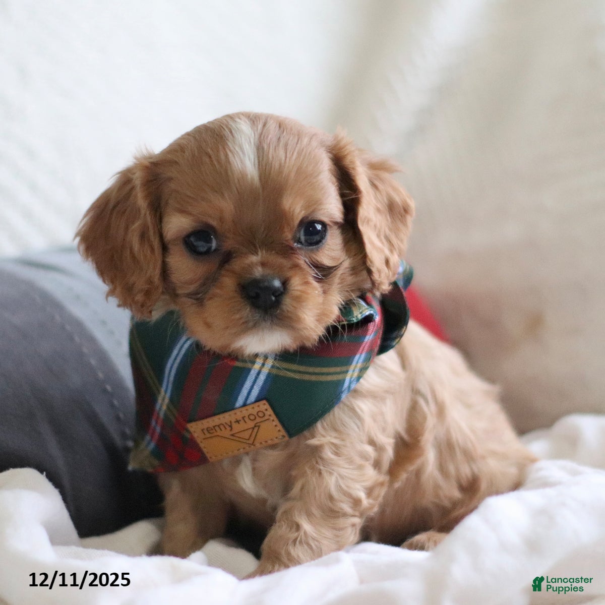 Cavalier King Charles Spaniel dogs Leo - Ad 9