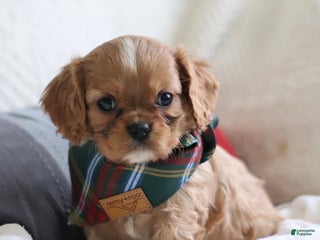 Cavalier King Charles Spaniel dogs Leo - Ad 33