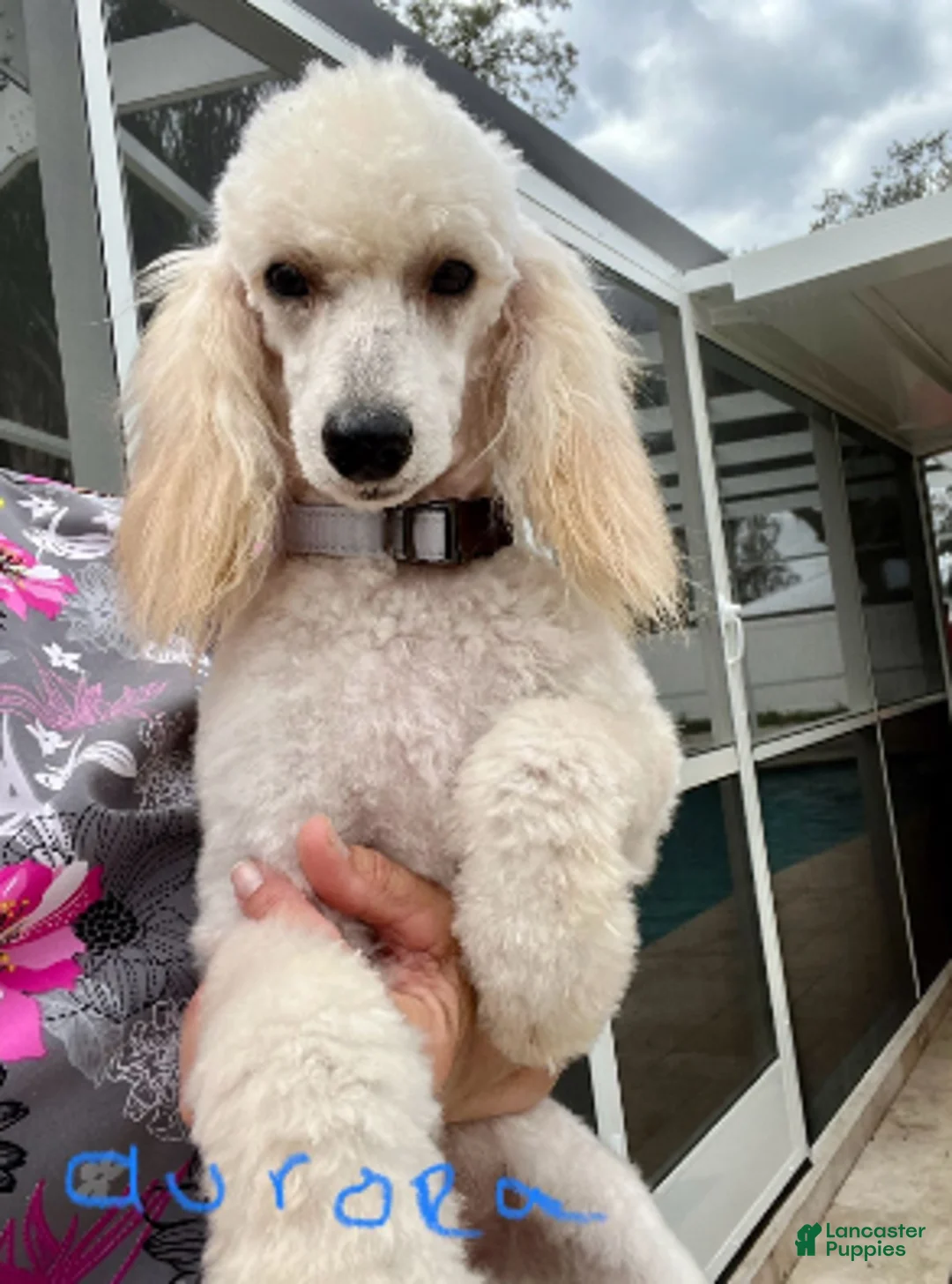 Miniature Poodle dogs for sale: Aurora girl - Ad 5