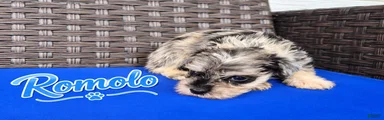 Romolo