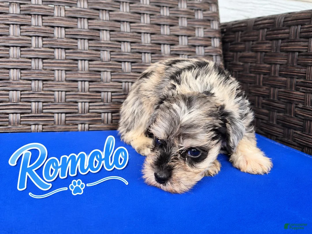 Miniature Schnauzer dogs for sale: Romolo - Ad 1