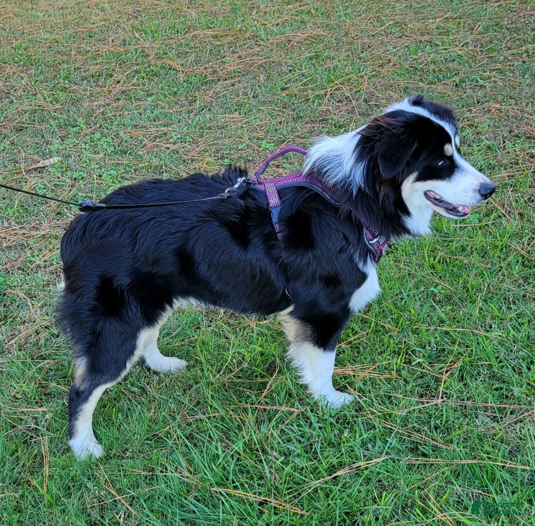 Miniature Australian Shepherd dogs for sale: GreenArrow - Ad 9