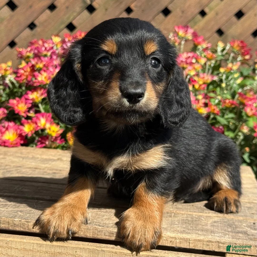 Miniature Dachshund dogs for sale: Toffee - Ad 3