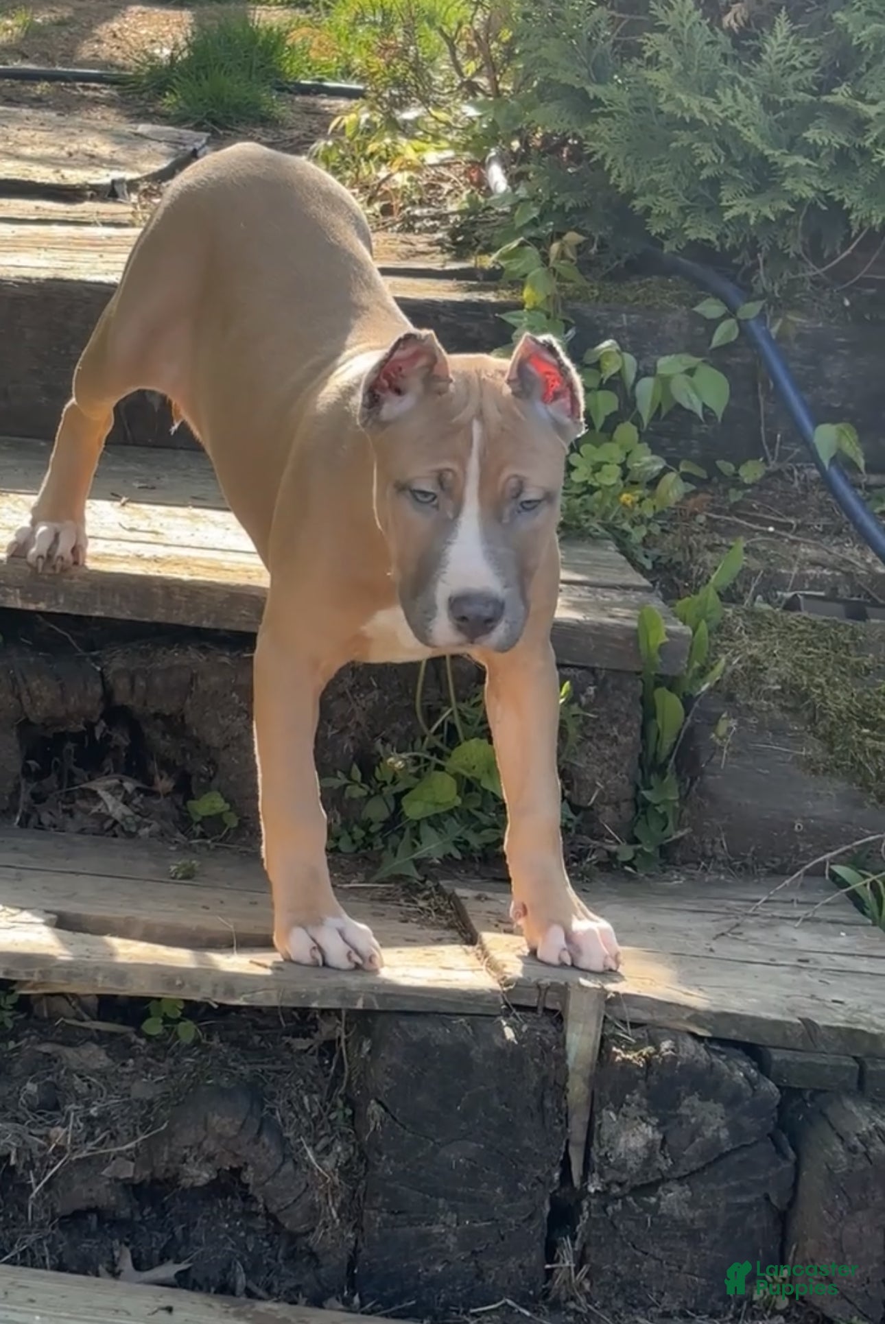 American Bully dogs American Bully Puppy 6 - Ad 2