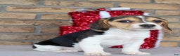Beagle dogs for sale: Fannie - Ad 7
