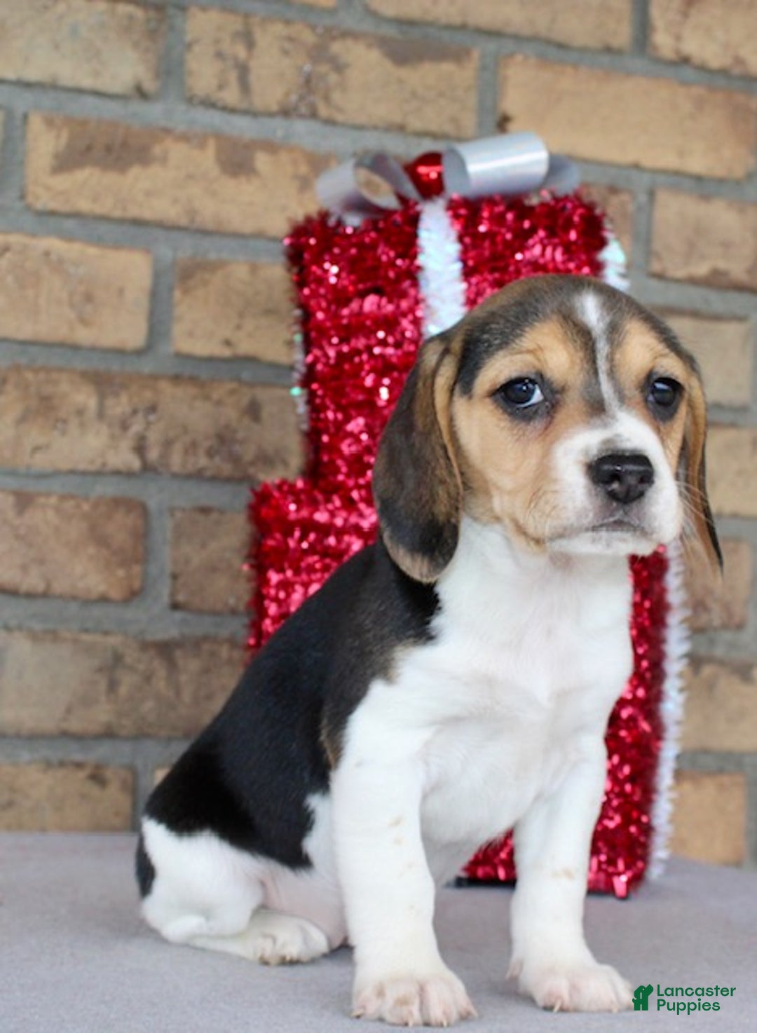 Beagle dogs for sale: Fannie - Ad 7
