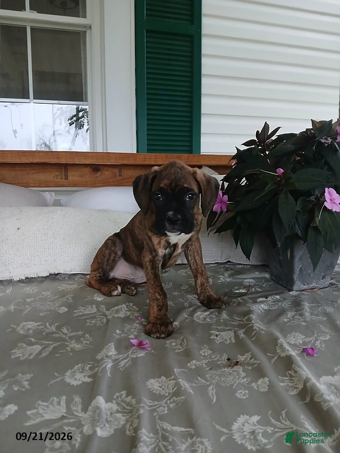 Boxer dogs Alex - Ad 1