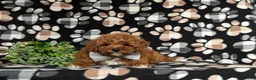 Miniature Poodle dogs for sale: Salvador 10 lbs Full Grown - Ad 6