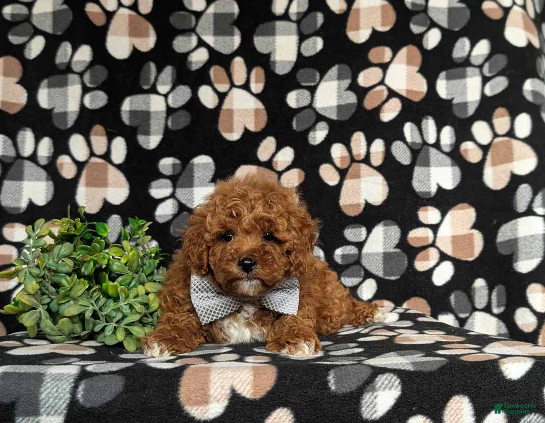 Miniature Poodle dogs for sale: Salvador 10 lbs Full Grown - Ad 6