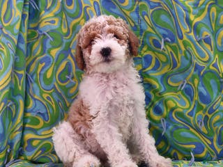 Goldendoodle dogs Holly - Ad 25