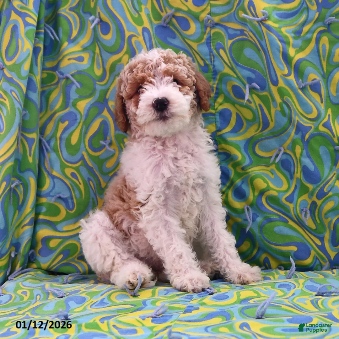 Goldendoodle dogs for sale: Holly - Ad 1