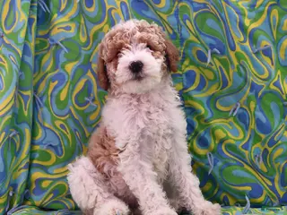 Goldendoodle dogs Holly - Ad 15