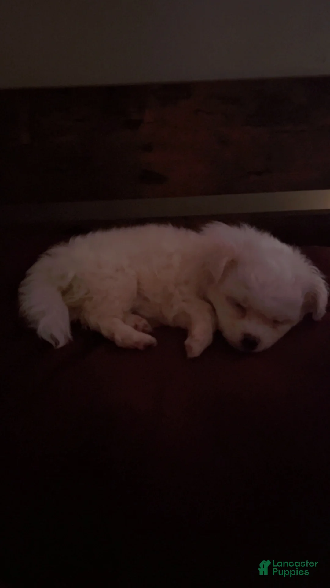 Maltipoo dogs for sale: Theodore - Ad 5