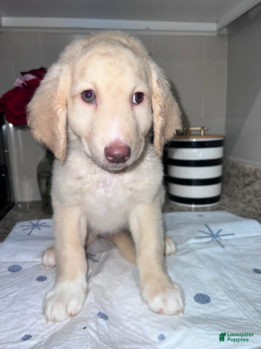 Labradoodle dogs for sale: Valentina - Ad 8