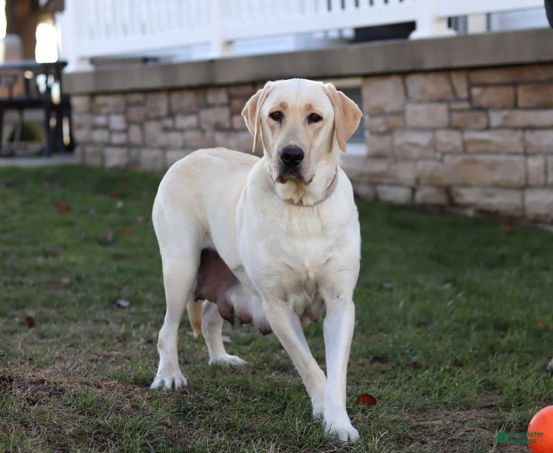 Labrador Retriever dogs for sale: Bela - Ad 6