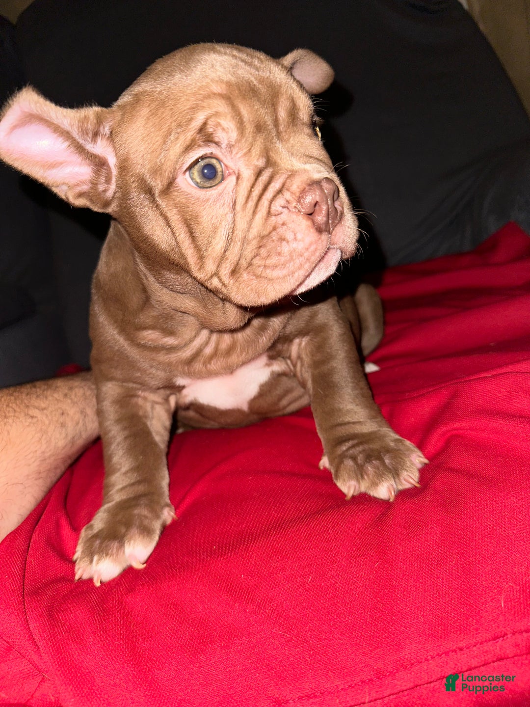 American Bully dogs for sale: Pepper - Ad 4