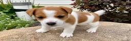 Jack Russell Terrier dogs for sale: Dellie - Ad 1