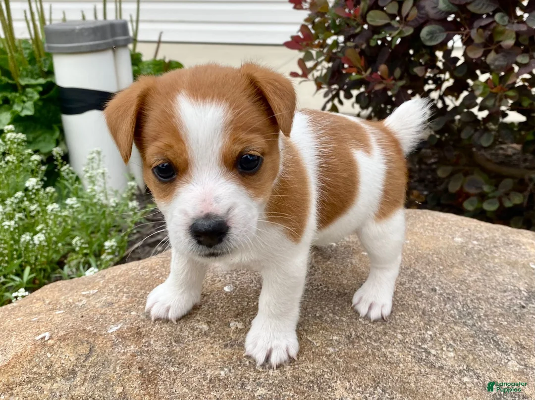 Jack Russell Terrier dogs for sale: Dellie - Ad 1