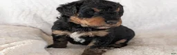 Mixed Breed dogs for sale: Snickers - Ad 11