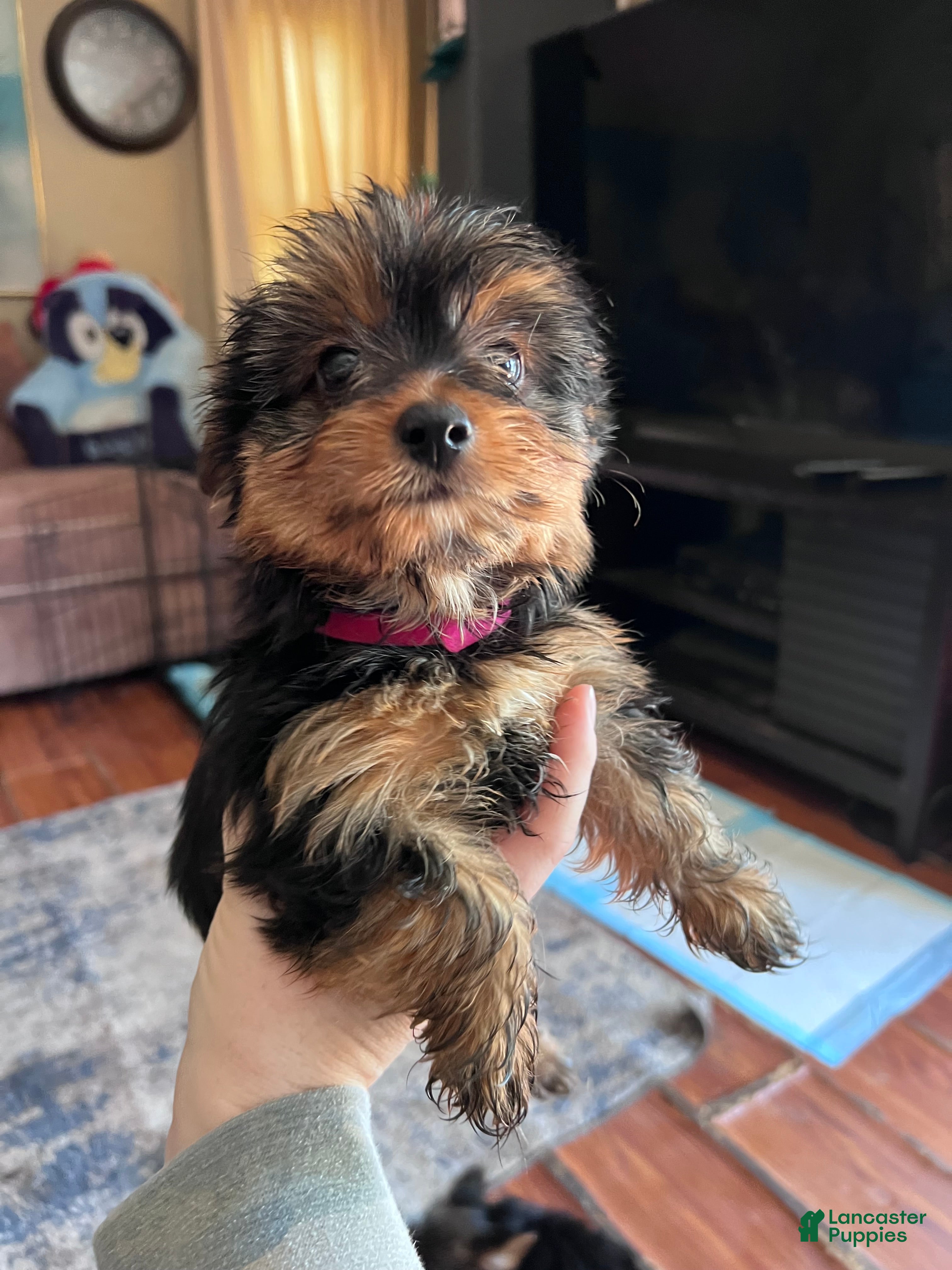 Yorkshire Terrier dogs Yorkshire Terrier Puppy 3 - Ad 2