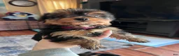Yorkshire Terrier dogs for sale: Yorkshire Terrier Puppy 3 - Ad 2