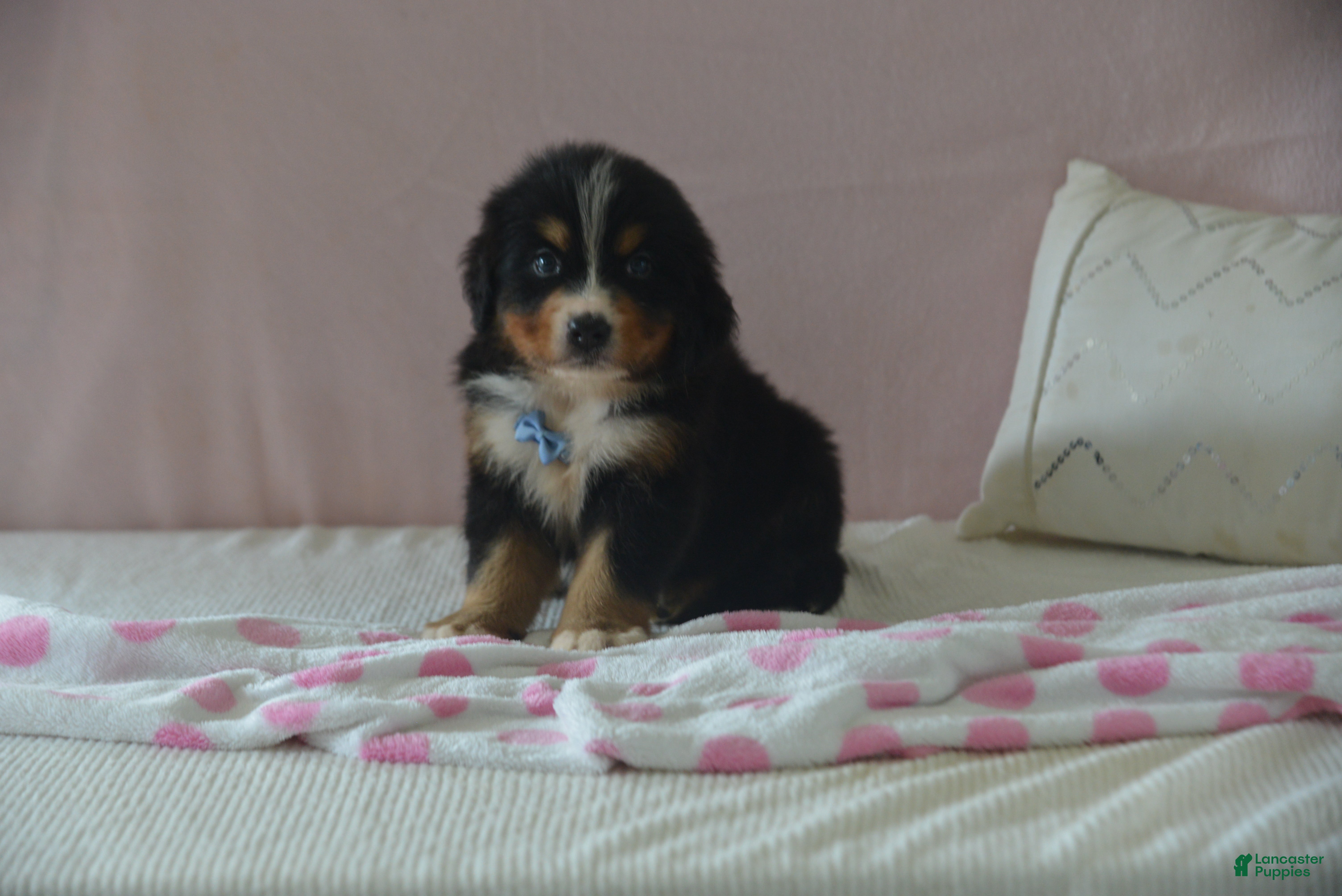 Bernese Mountain Dog dogs Eli - Ad 1