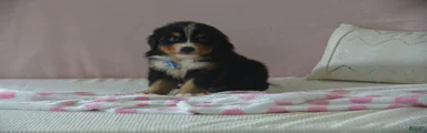 Eli